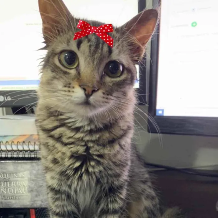 Gato ra a Mestiça  idade 2 a 6 meses nome Gucci 