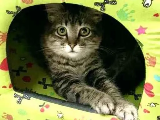 Gato ra a Mestiça  idade 2 a 6 meses nome Gucci 