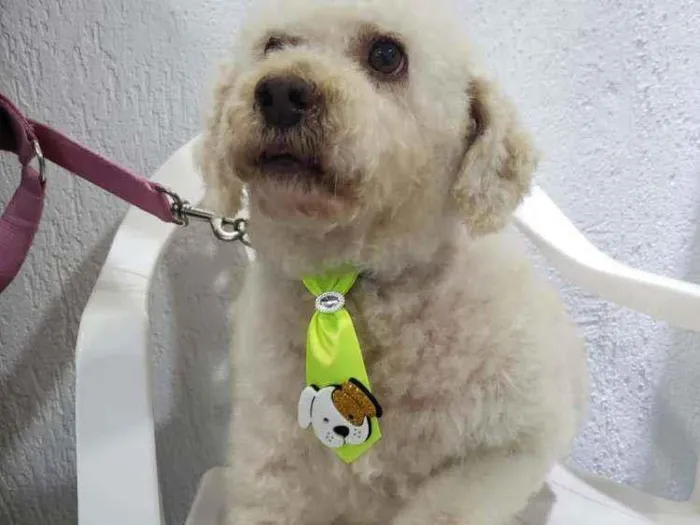 Cachorro raça Podle  idade 6 ou mais anos nome Bartolomeu 