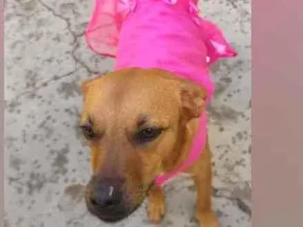 Cachorro raça SRD  idade 3 anos nome Penélope 