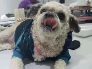 Cachorro raça SRD  idade 5 anos nome Pedrita