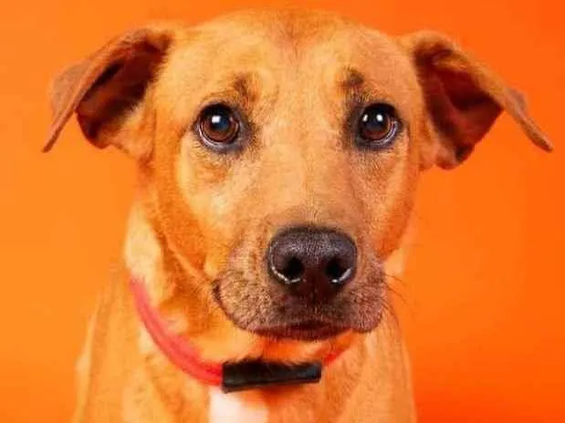 Cachorro raça SRD  idade 2 anos nome Edu 