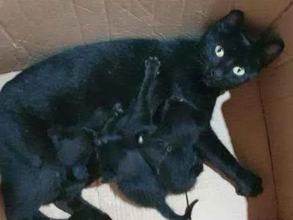 Gato raça SRD  idade Abaixo de 2 meses nome Filhotes da nina 