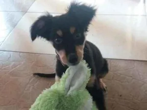 Cachorro raça Sem raça definida  idade 2 a 6 meses nome Lila