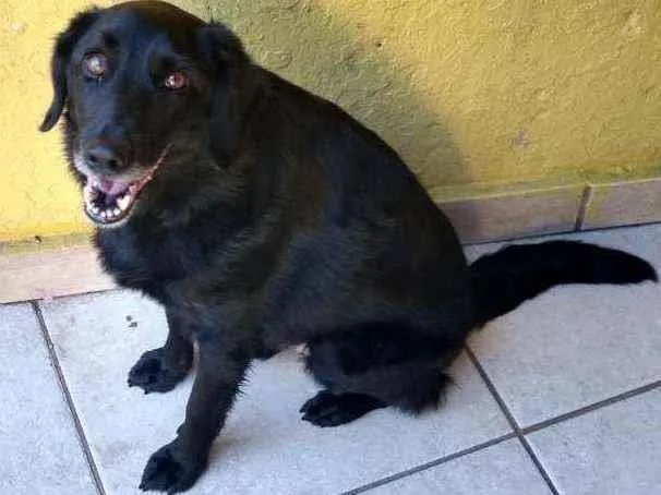 Cachorro raça SRD  idade 3 anos nome Chop 