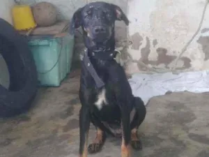 Cachorro raça Vira-lata idade 7 a 11 meses nome Dama