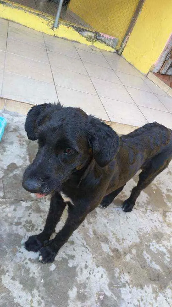 Cachorro raça SRD  idade 2 anos nome Pirata 