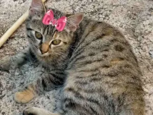 Gato raça Mestiça  idade 2 a 6 meses nome Sabrina 