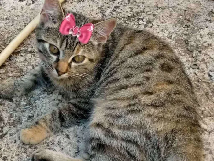 Gato ra a Mestiça  idade 2 a 6 meses nome Sabrina 