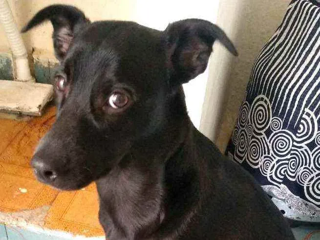 Cachorro raça  idade 2 a 6 meses nome Marley 
