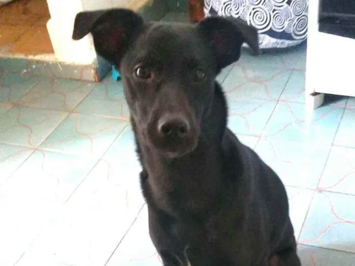 Cachorro raça  idade 2 a 6 meses nome Marley 