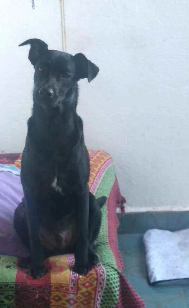 Cachorro raça  idade 2 a 6 meses nome Marley 