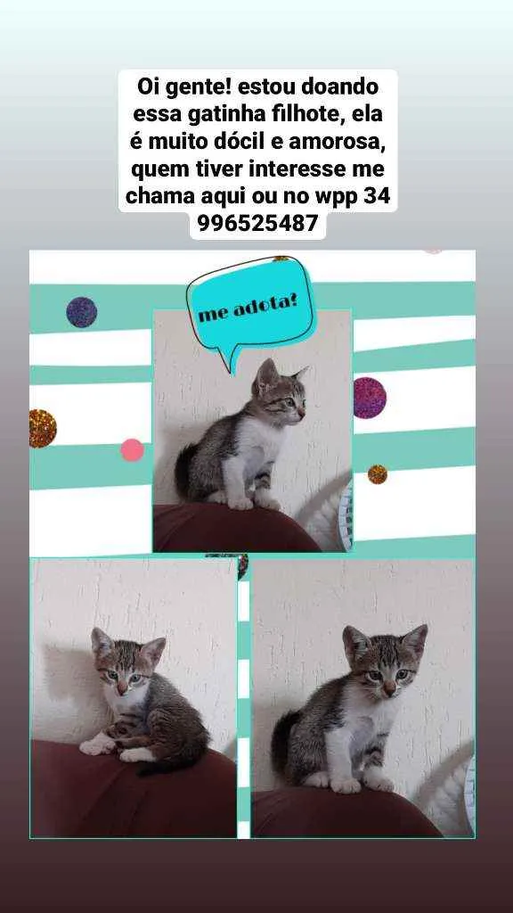Gato raça Vira lata idade Abaixo de 2 meses nome Não possui