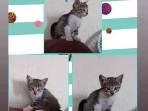 Gato raça Vira lata idade Abaixo de 2 meses nome Não possui