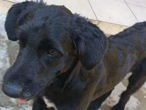 Cachorro raça SRD  idade 2 anos nome Pirata 