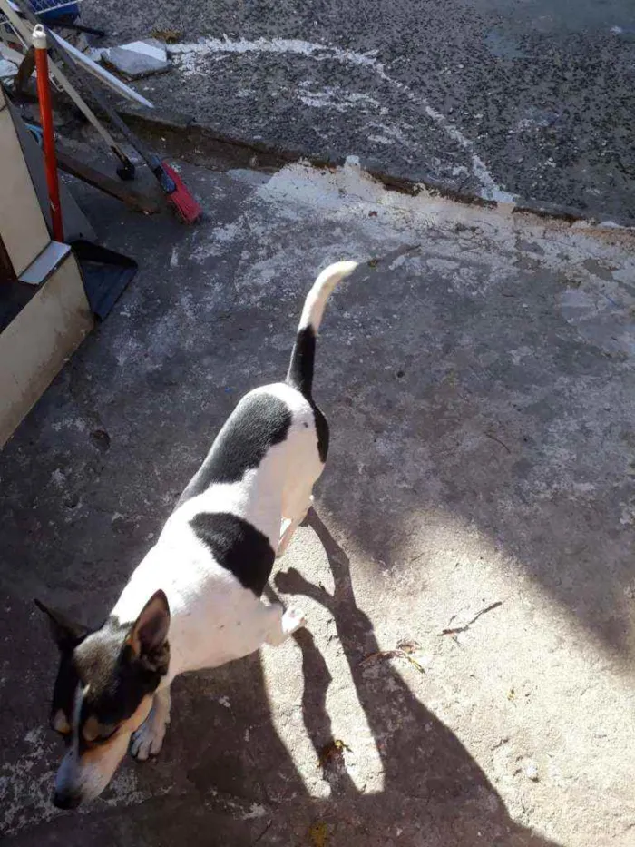 Cachorro raça SRD idade 4 anos nome Pitica