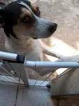 Cachorro raça SRD idade 4 anos nome Pitica