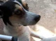 Cachorro raça SRD idade 4 anos nome Pitica