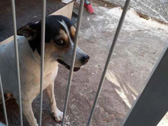 Cachorro raça SRD idade 4 anos nome Pitica