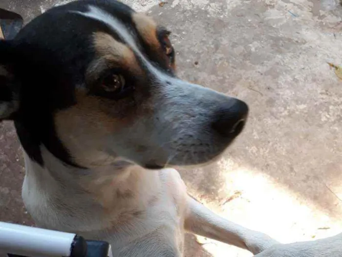 Cachorro raça SRD idade 4 anos nome Pitica