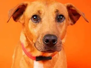 Cachorro raça SRD  idade 2 anos nome Edu 