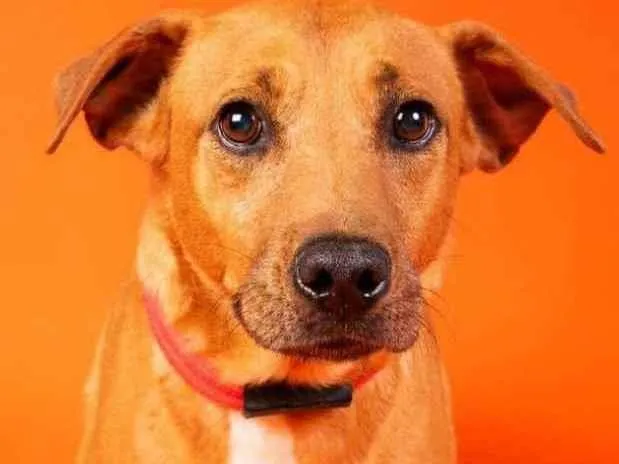 Cachorro raça SRD  idade 2 anos nome Edu 