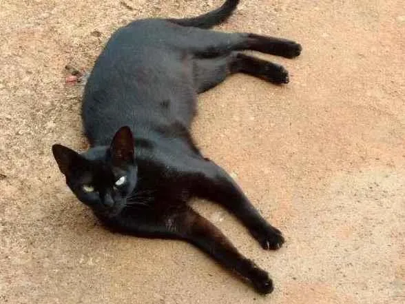 Gato ra a Sem raca idade 3 anos nome Desconhecido