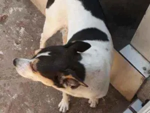 Cachorro raça SRD idade 4 anos nome Pitica