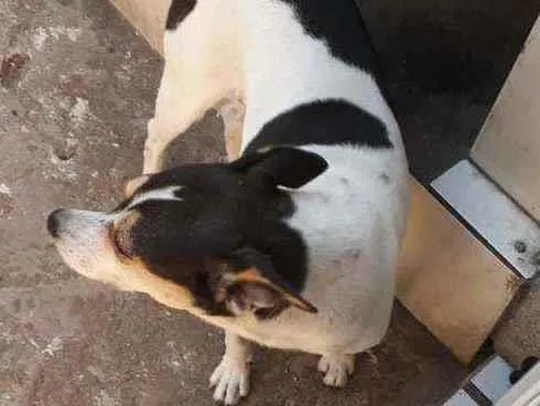 Cachorro raça SRD idade 4 anos nome Pitica