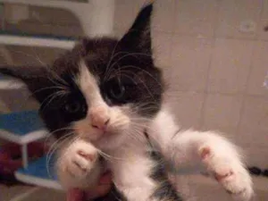 Gato raça SRD idade Abaixo de 2 meses nome flor