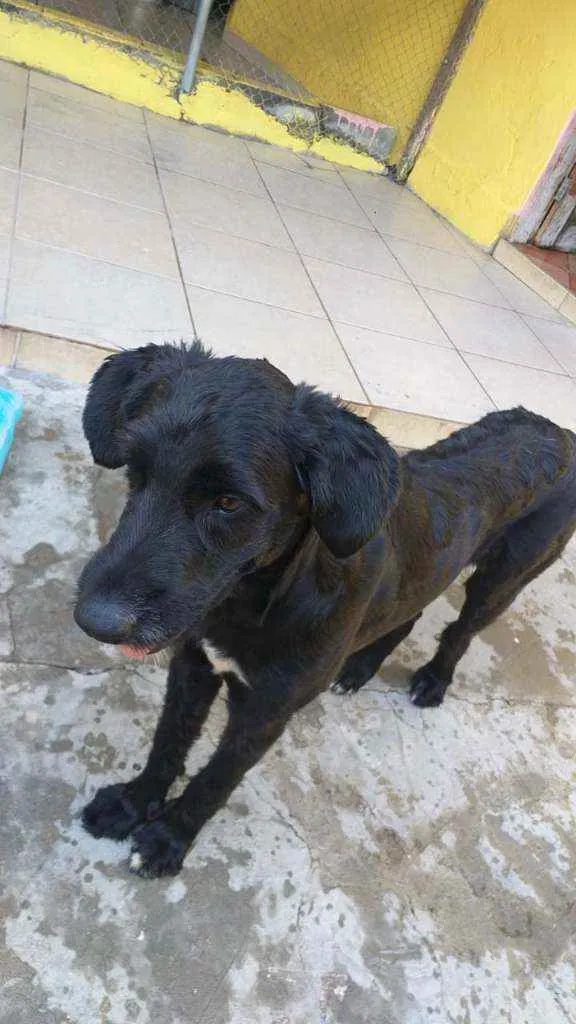 Cachorro raça SRD  idade 2 anos nome Pirata 