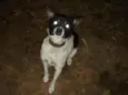 Preta