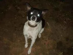Cachorro raça Virá lata idade 2 anos nome Preta