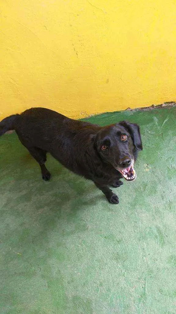 Cachorro raça SRD  idade 3 anos nome Chop