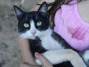 Gato raça SRD  idade 7 a 11 meses nome Tom 