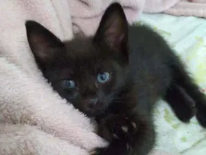 Gato raça SRD  idade Abaixo de 2 meses nome Luna 