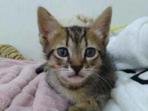 Gato raça SRD  idade Abaixo de 2 meses nome Tina 