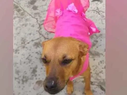 Cachorro raça SRD  idade 3 anos nome Penélope 