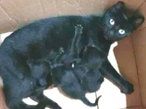 Gato raça SRD  idade Abaixo de 2 meses nome Filhotes da nina 