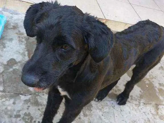 Cachorro raça SRD  idade 2 anos nome Pirata 