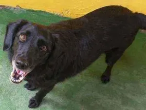 Cachorro raça SRD  idade 3 anos nome Chop