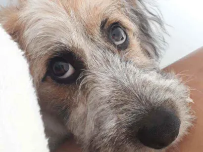 Cachorro raça Vira lata idade 2 a 6 meses nome Kiara