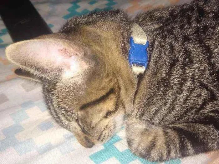 Gato ra a Não sei a raça idade 2 a 6 meses nome Chantilly