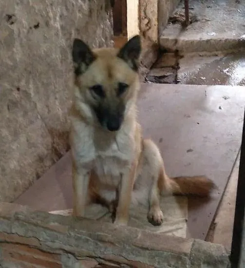 Cachorro ra a PastorAlemão idade 1 ano nome Pastor
