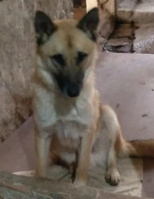 Cachorro ra a PastorAlemão idade 1 ano nome Pastor