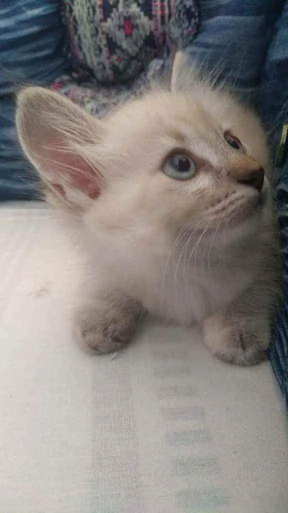 Gato ra a Siames idade 2 a 6 meses nome Mika
