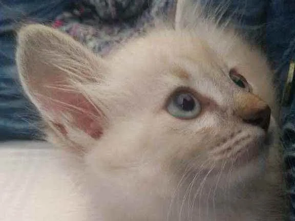 Gato ra a Siames idade 2 a 6 meses nome Mika