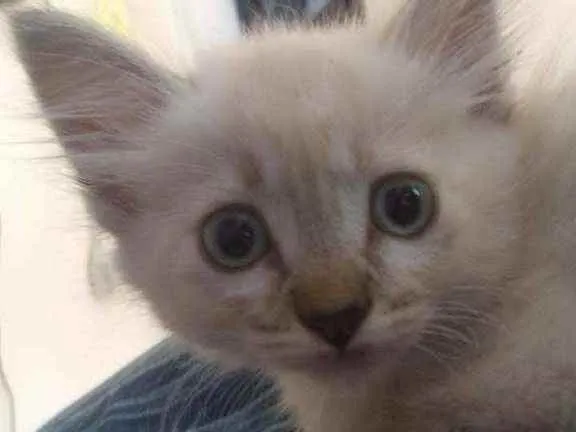 Gato ra a Siames idade 2 a 6 meses nome Claire