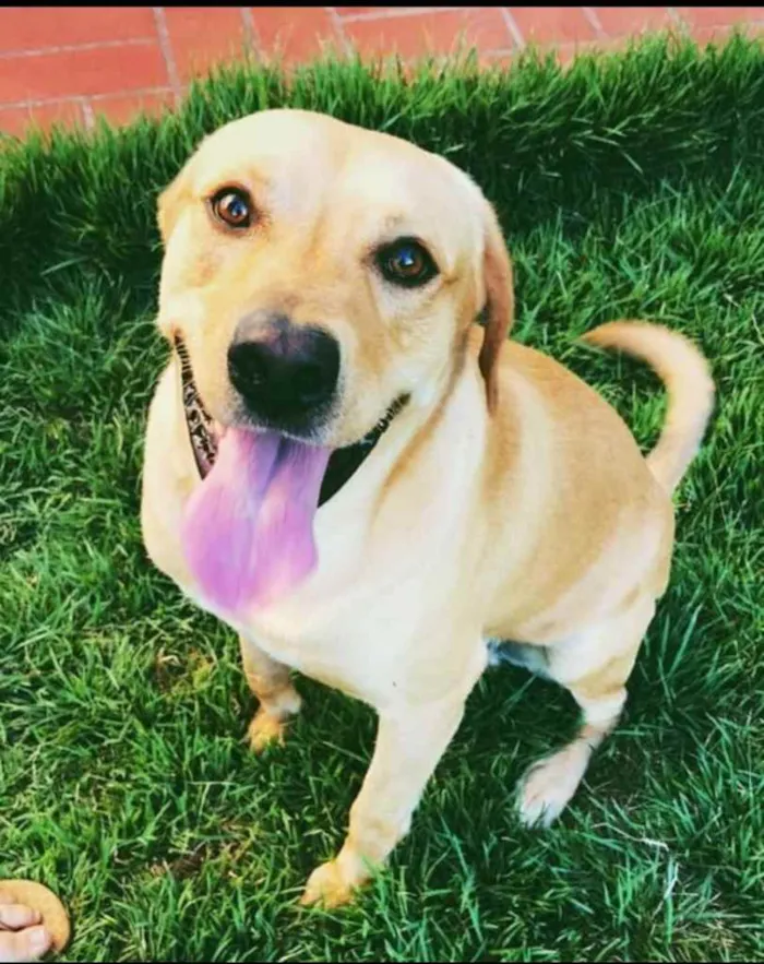 Cachorro ra a Labrador idade 3 anos nome Marley