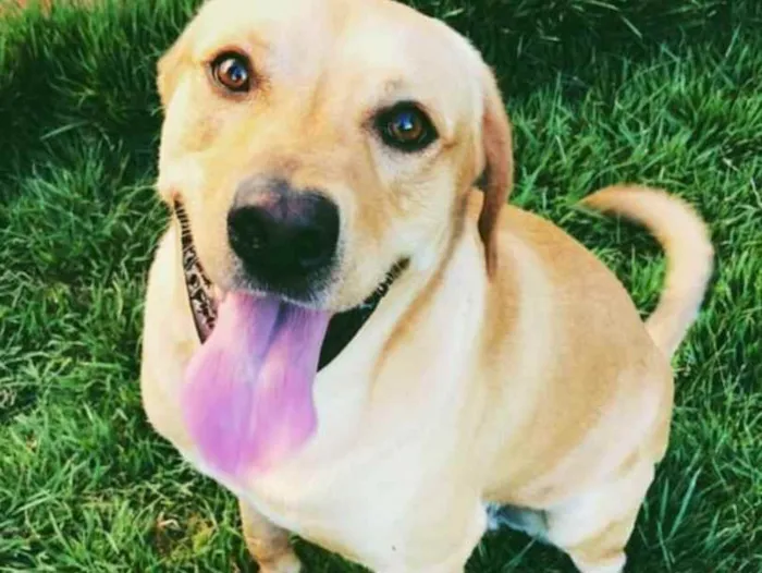 Cachorro ra a Labrador idade 3 anos nome Marley